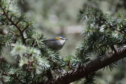 Image of Common Firecrest