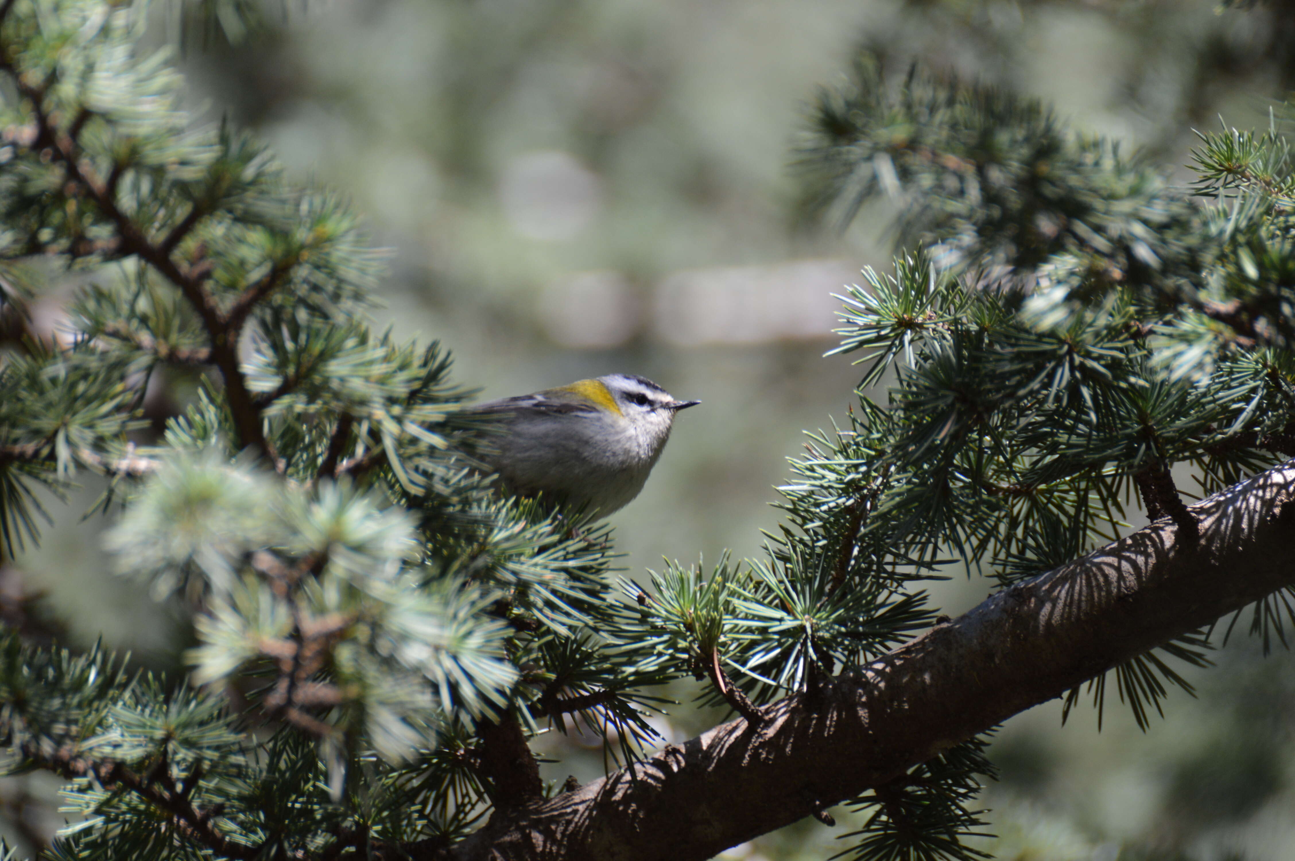 Image of Common Firecrest