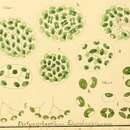 Слика од Dictyosphaerium Nägeli 1849