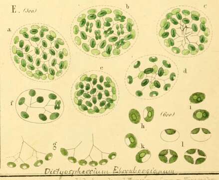 Слика од Dictyosphaerium Nägeli 1849