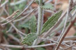 Image of Salvia spinosa subsp. spinosa