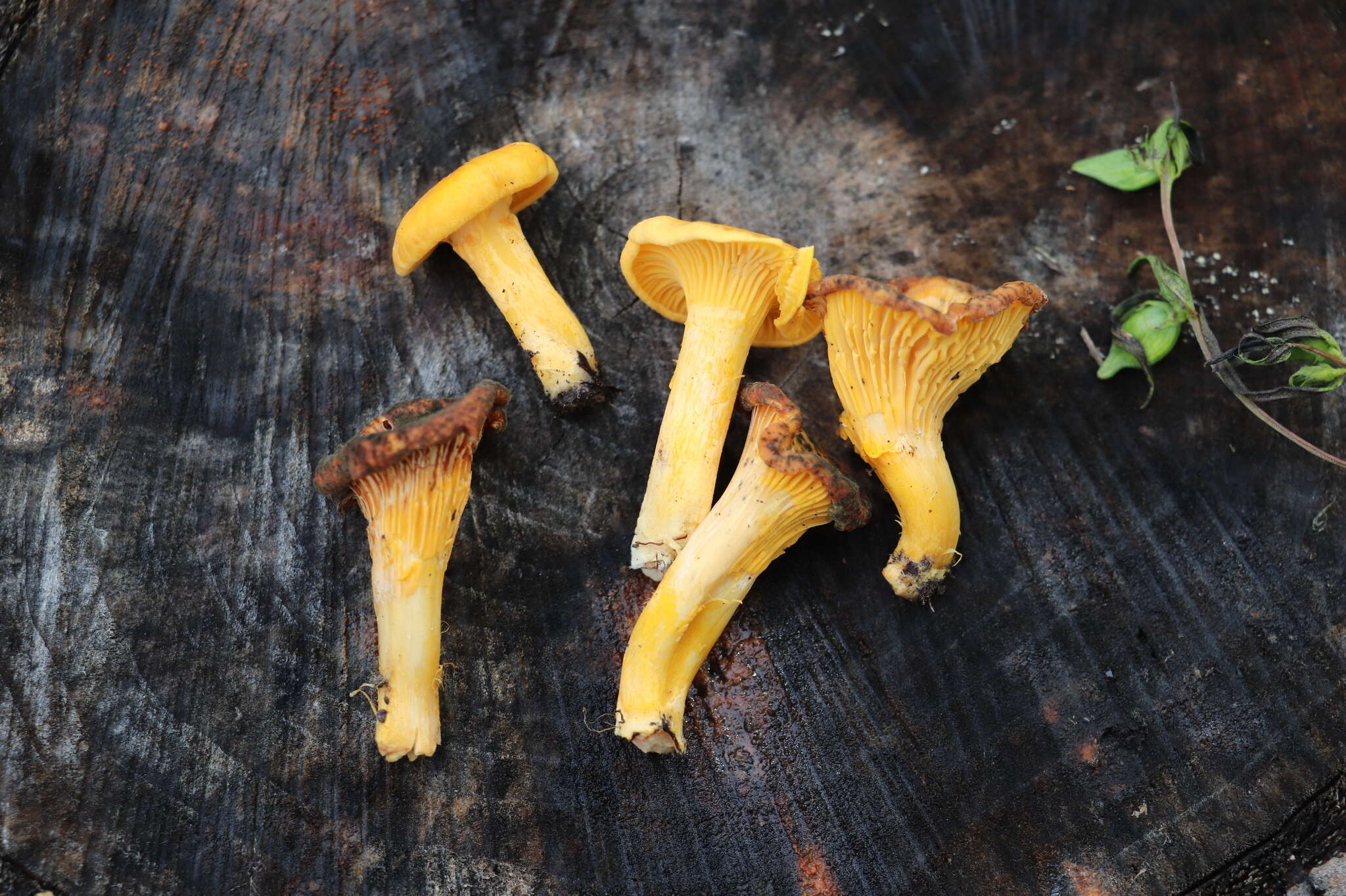 Image of Chanterelle