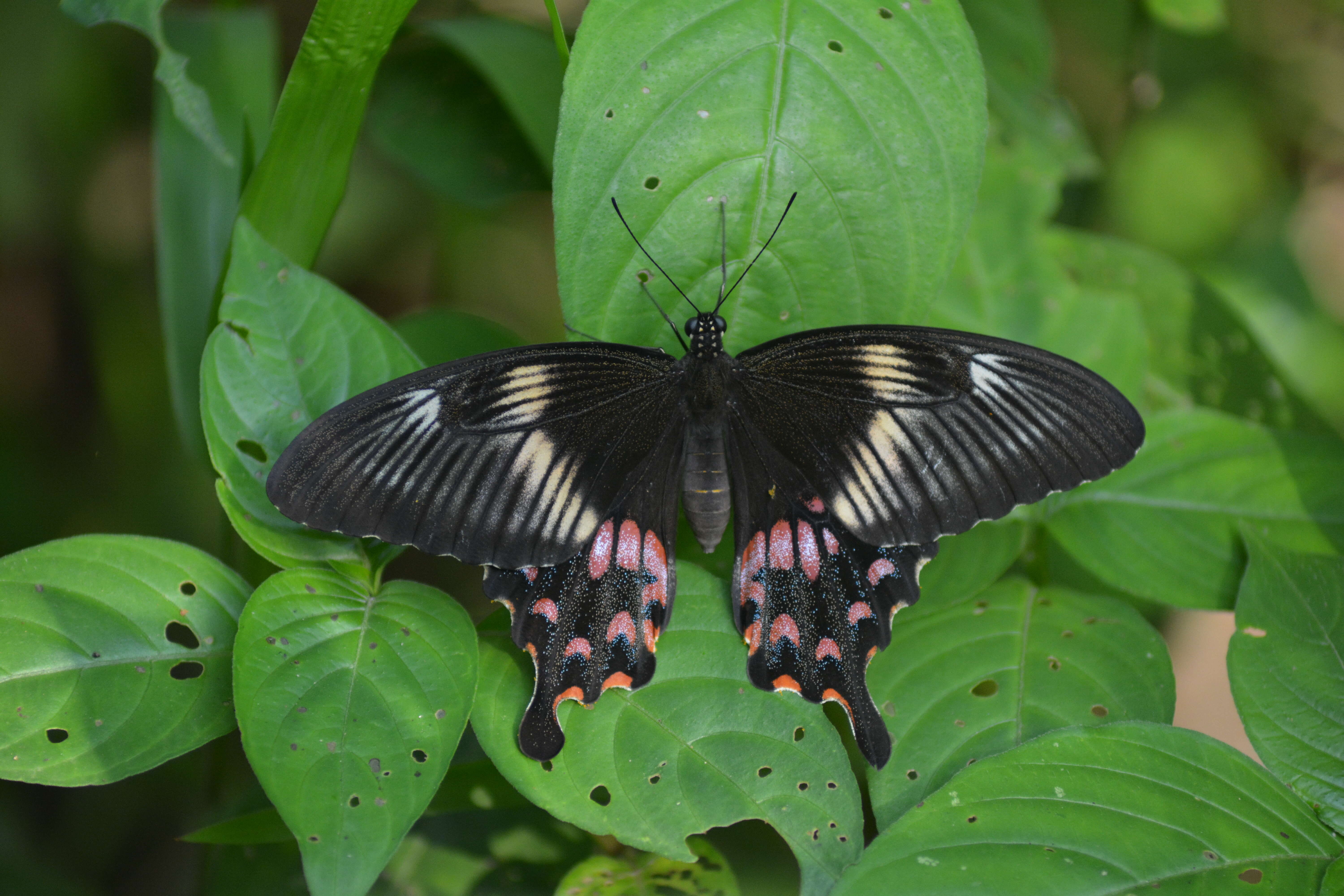 Image of Common mormon