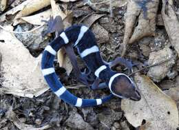 Image of Black Banded Gecko