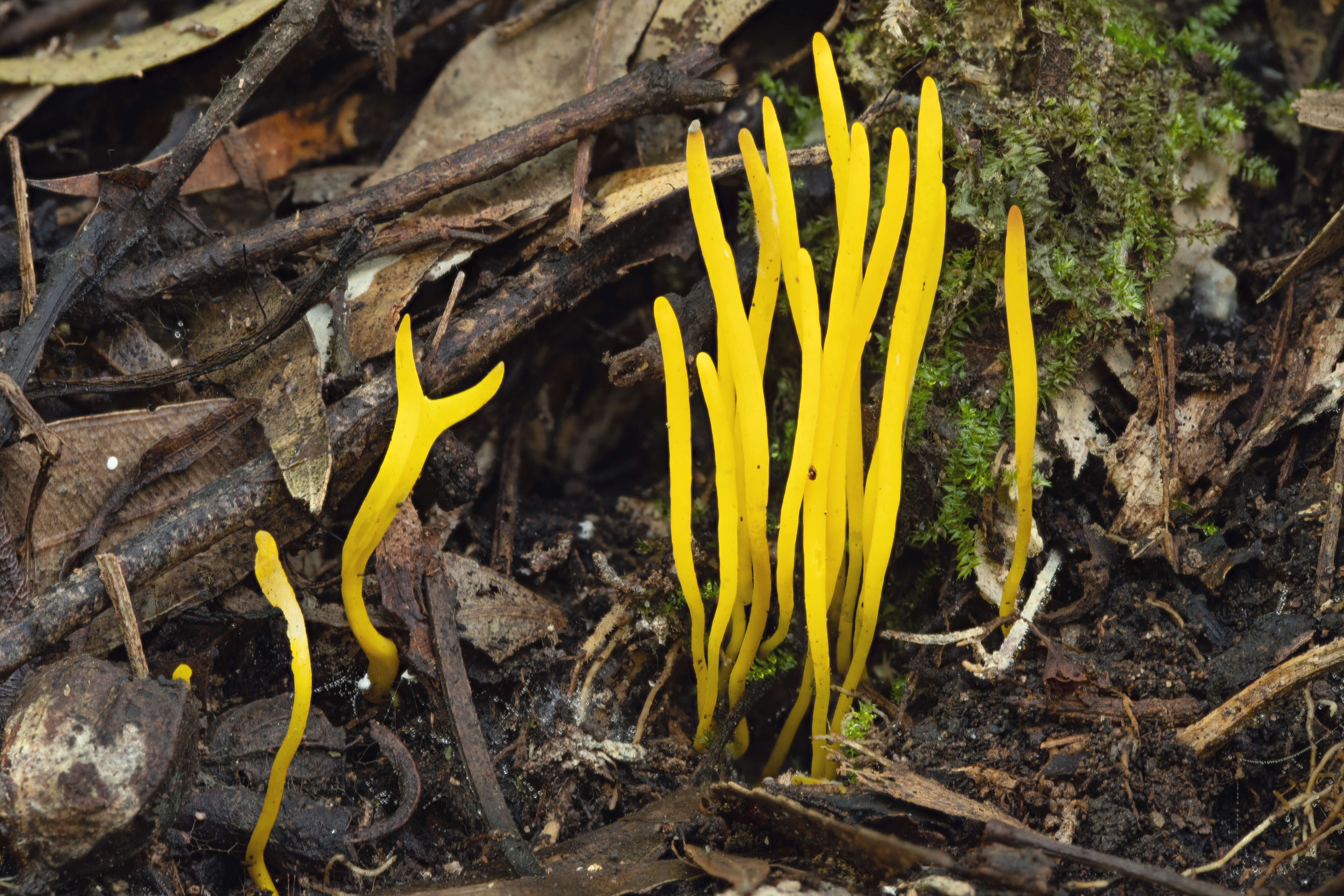 Image of Clavulinopsis amoena (Zoll. & Moritzi) Corner 1950