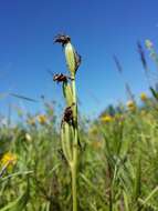 Image of Bee orchid