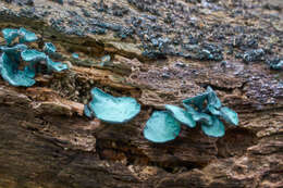 Image of Chlorociboria aeruginascens (Nyl.) Kanouse ex C. S. Ramamurthi, Korf & L. R. Batra 1958