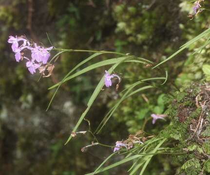 Image of Ponerorchis graminifolia Rchb. fil.