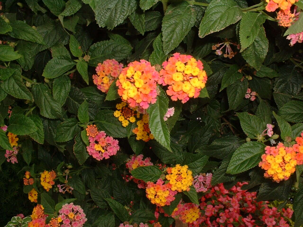 Image of lantana