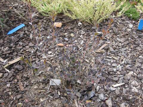 Sivun Leptospermum turbinatum J. Thompson kuva