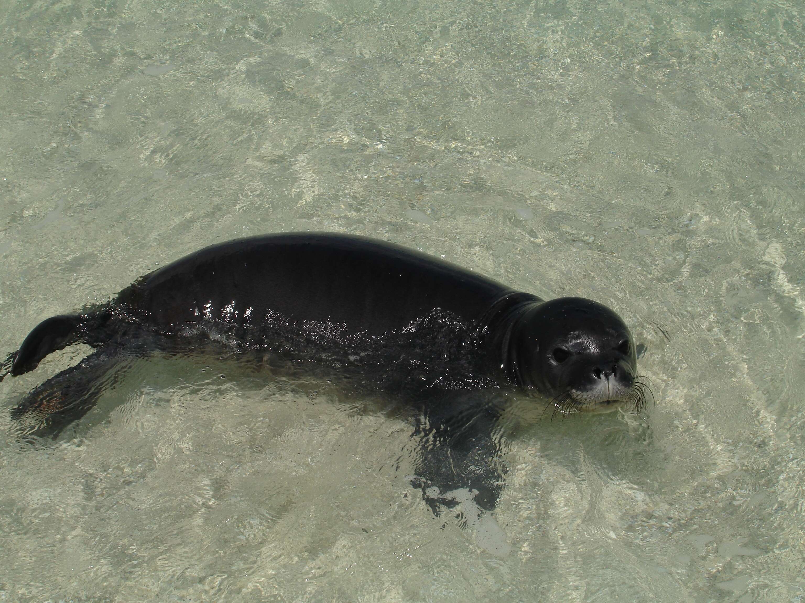 Image of Hawaiian Monk Seal