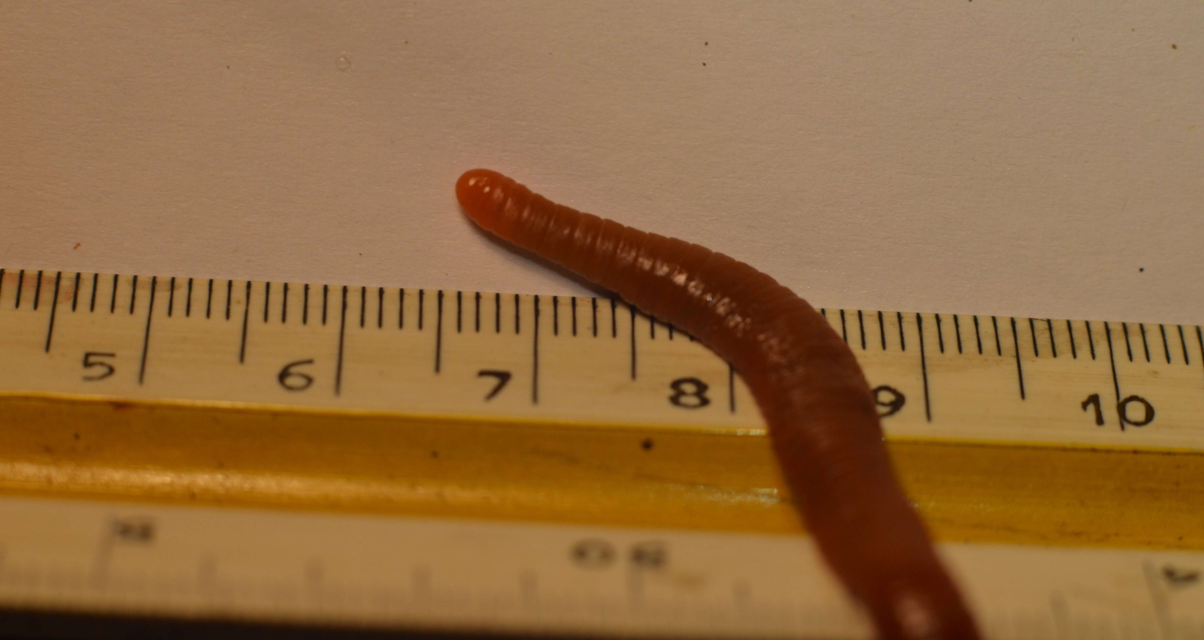 Image of leeches