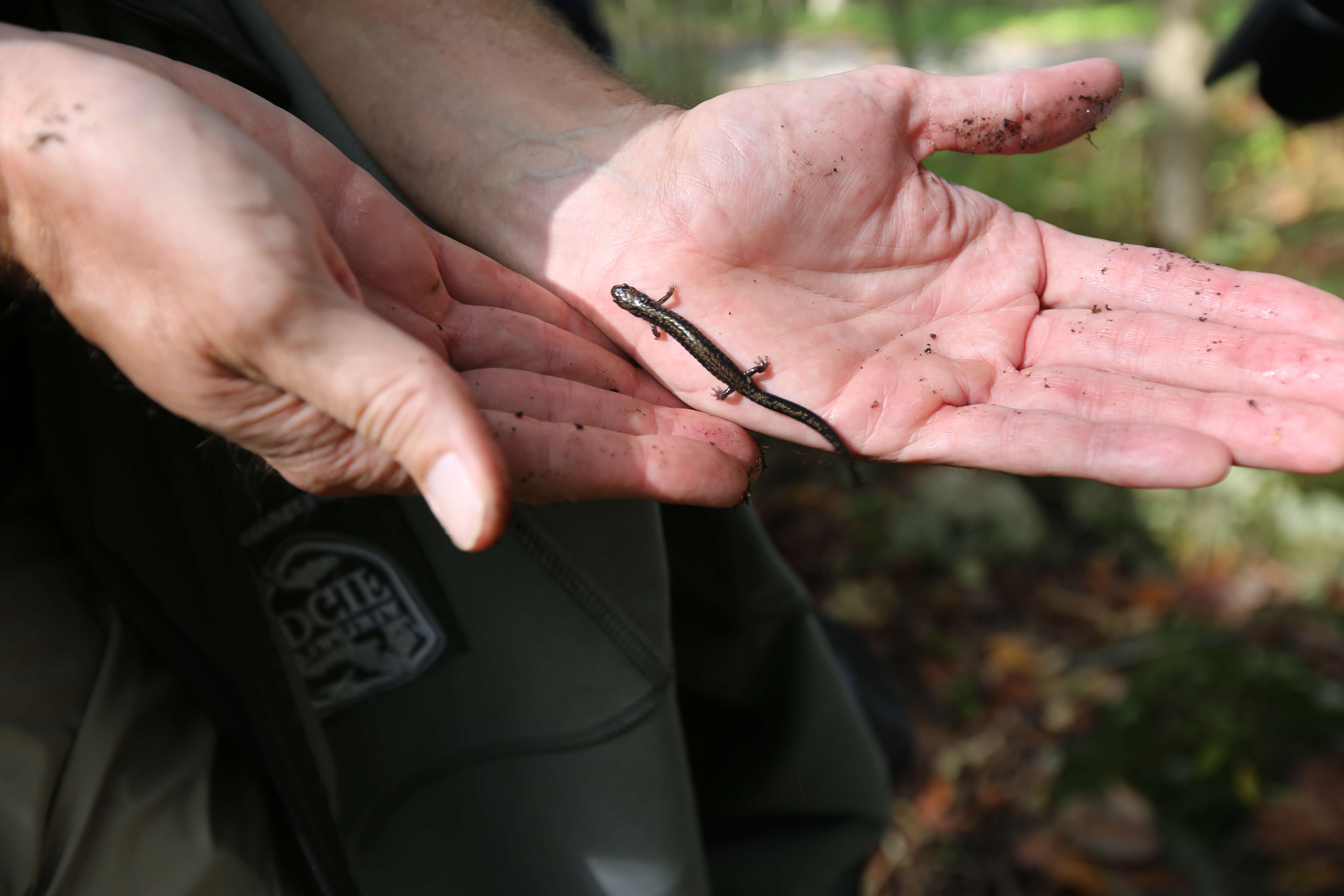 Image of Peaks Of Otter Salamander