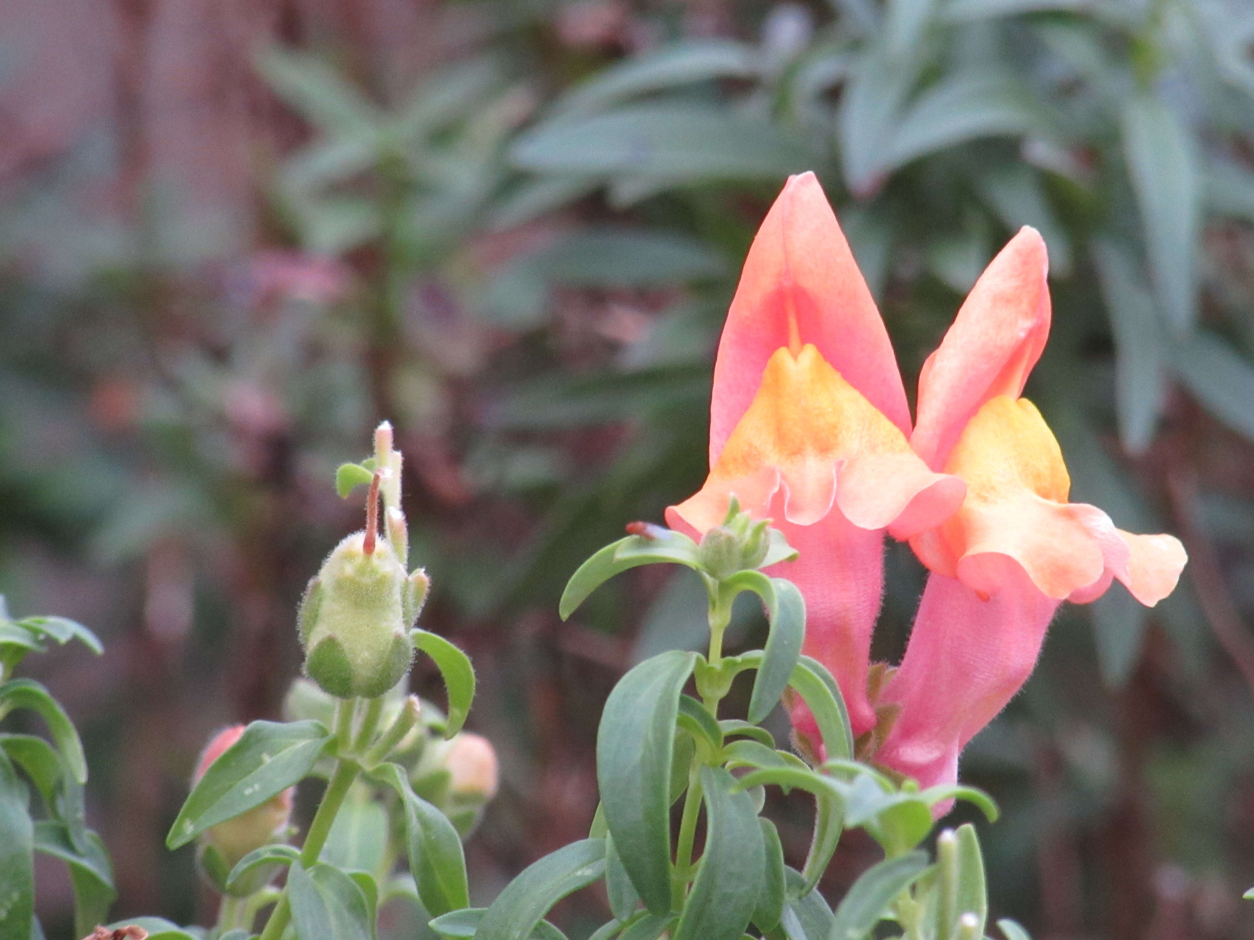 Image of garden snapdragon