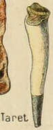 Image de Teredinidae Rafinesque 1815