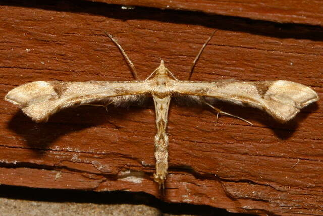 Image of Platyptilia carduidactyla