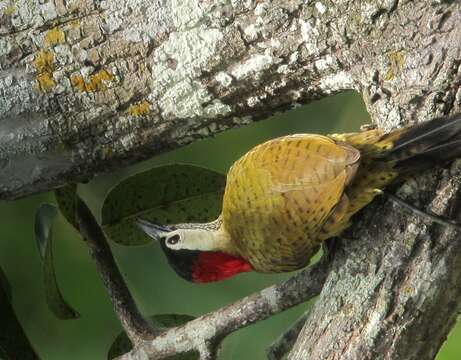 Image of Spot-breasted Woodpecker