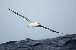antipod albatrosu resmi