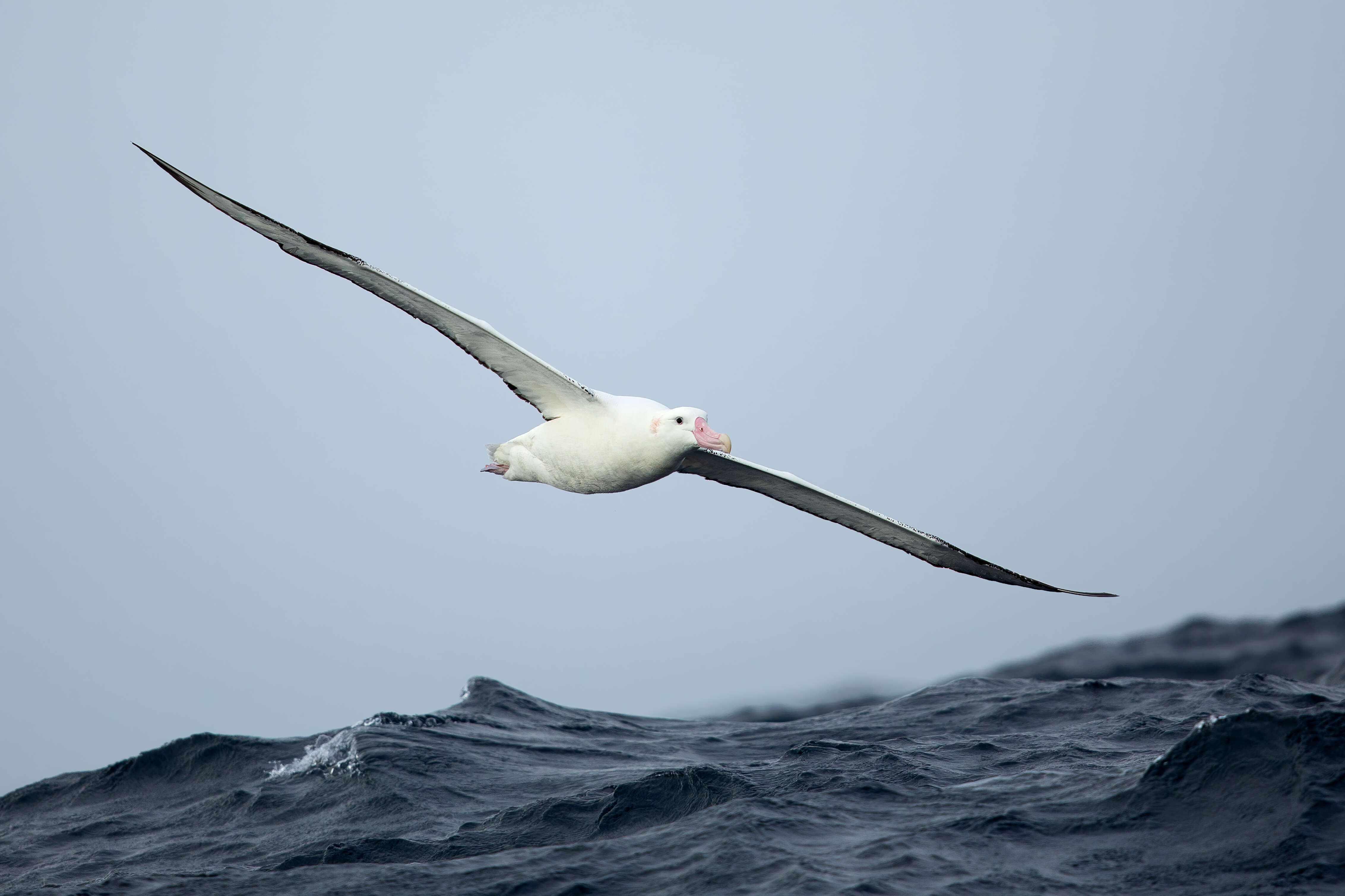 Image of Antipodean Albatross