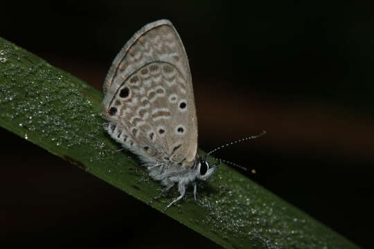 Image of Bright Babul Blue