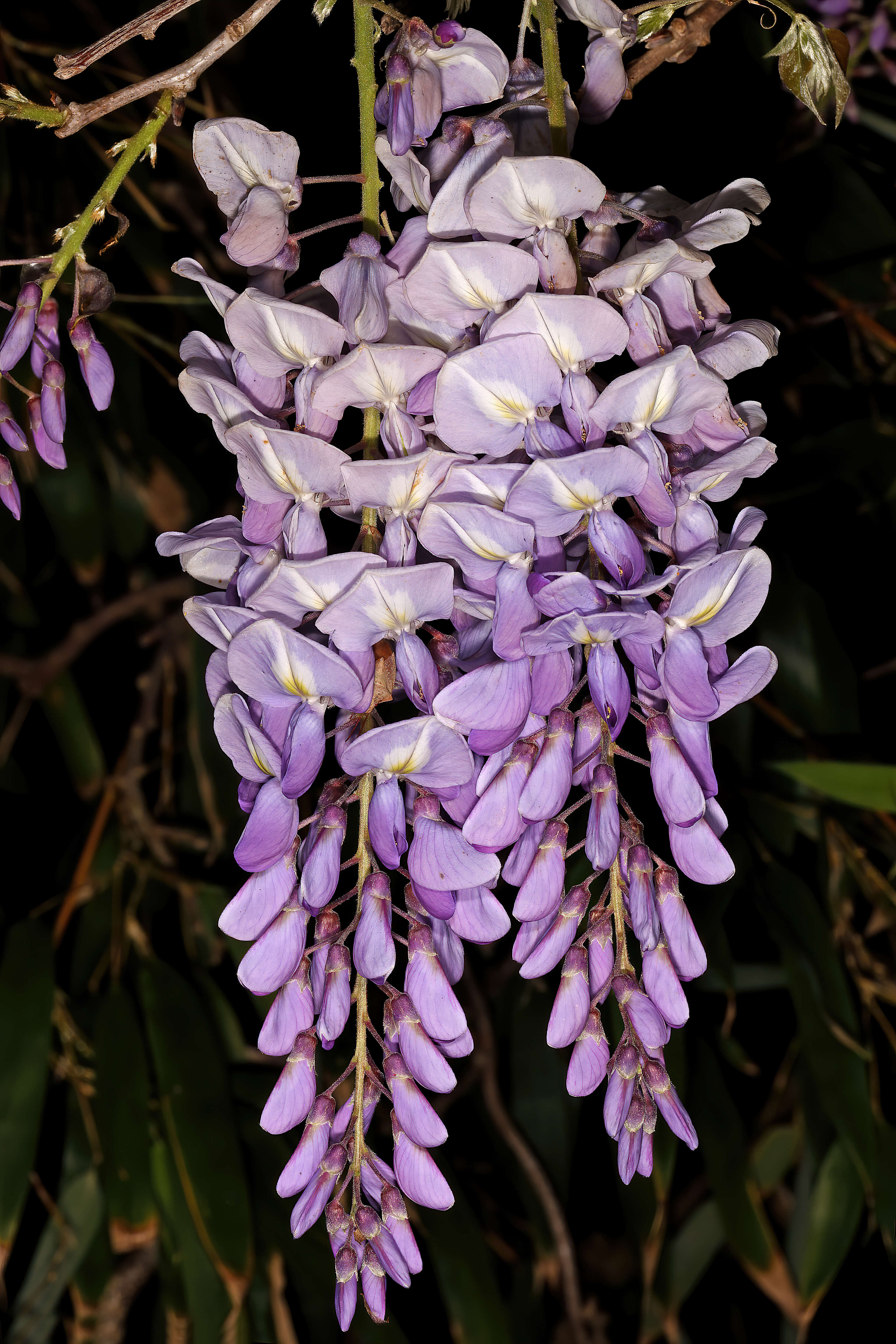 Image of Chinese wisteria