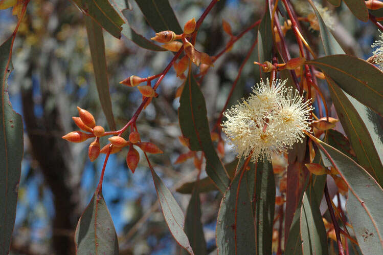 Image of Mallee Gum