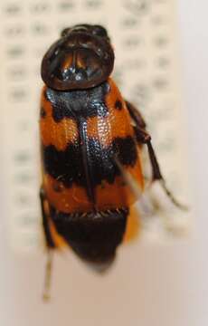 Nicrophorus (Nicrophorus) quadripunctatus (Kraatz 1877) resmi