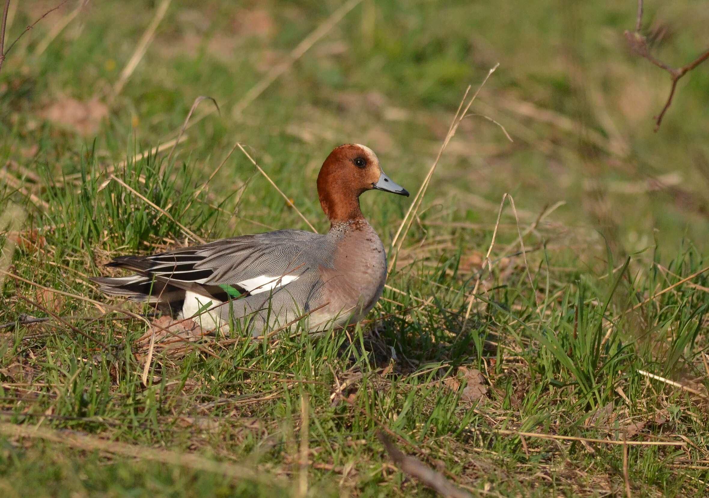 Image of Eurasian Wigeon