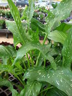 Image of spotted calla lily