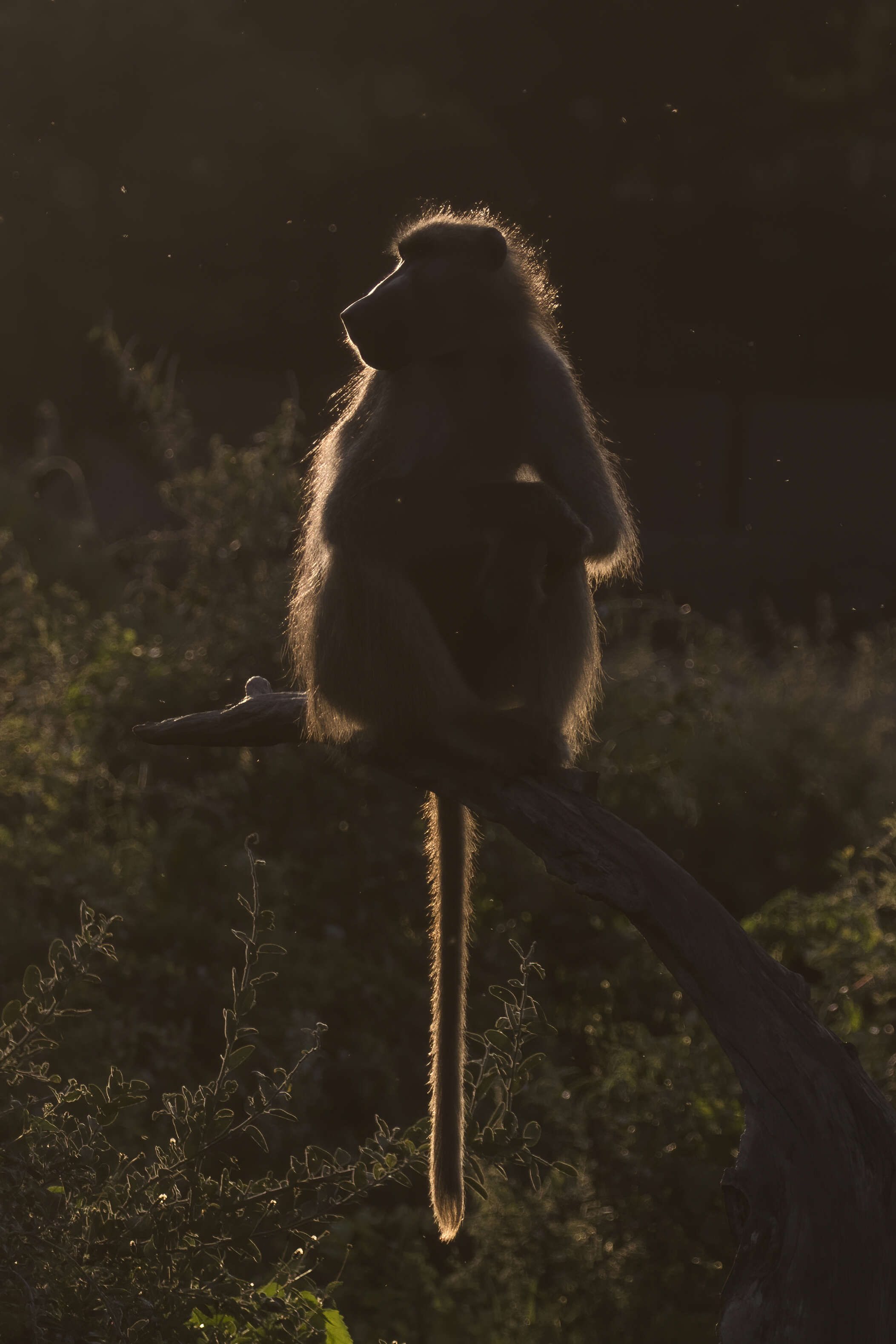 Image of Chacma Baboon