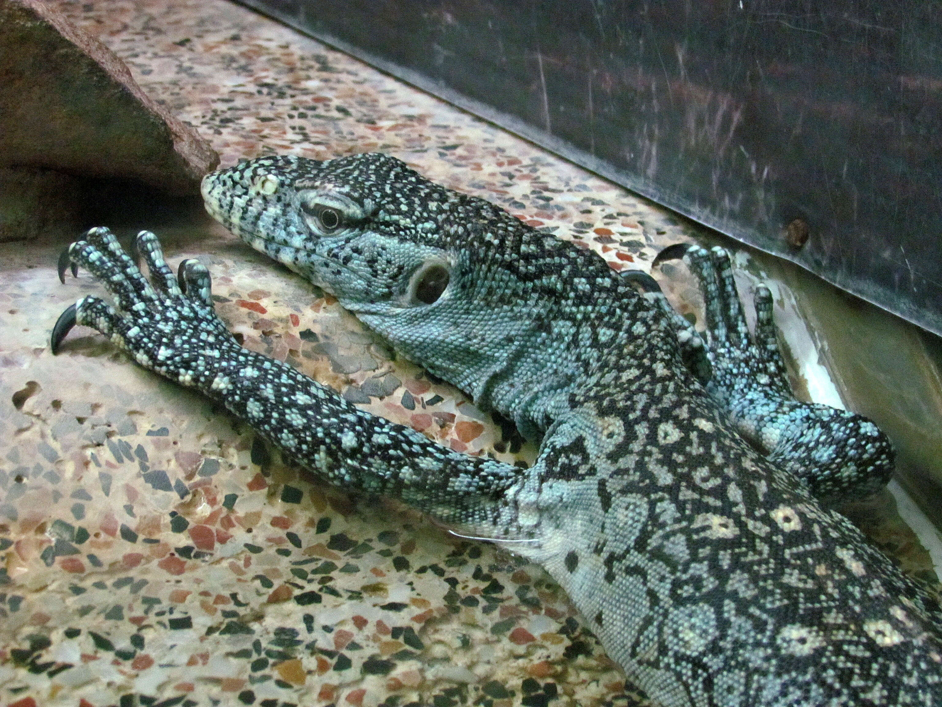 Image of Varanus niloticus