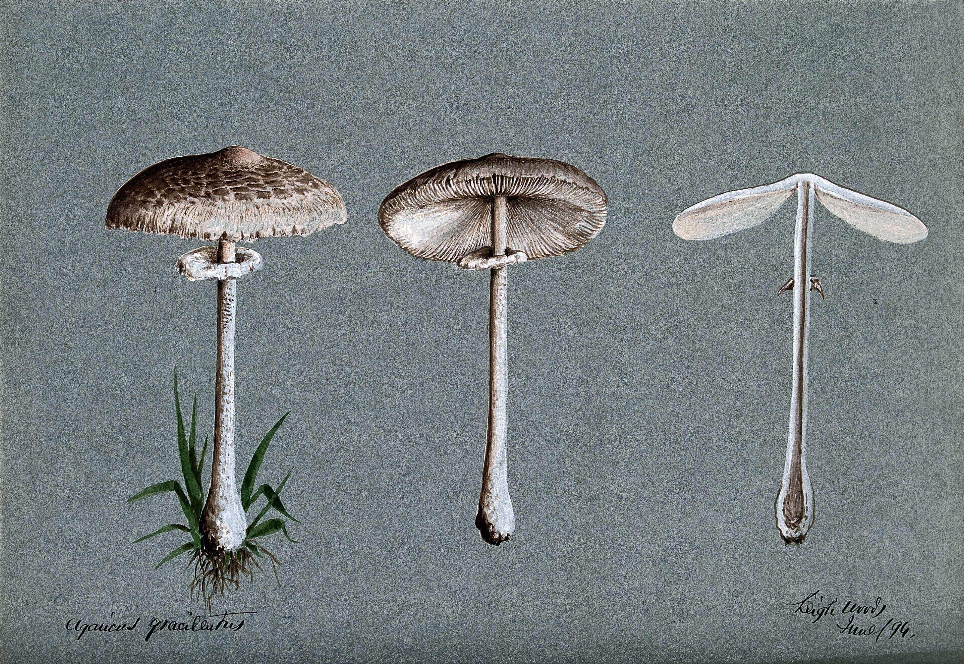 Macrolepiota mastoidea (Fr.) Singer 1951 resmi