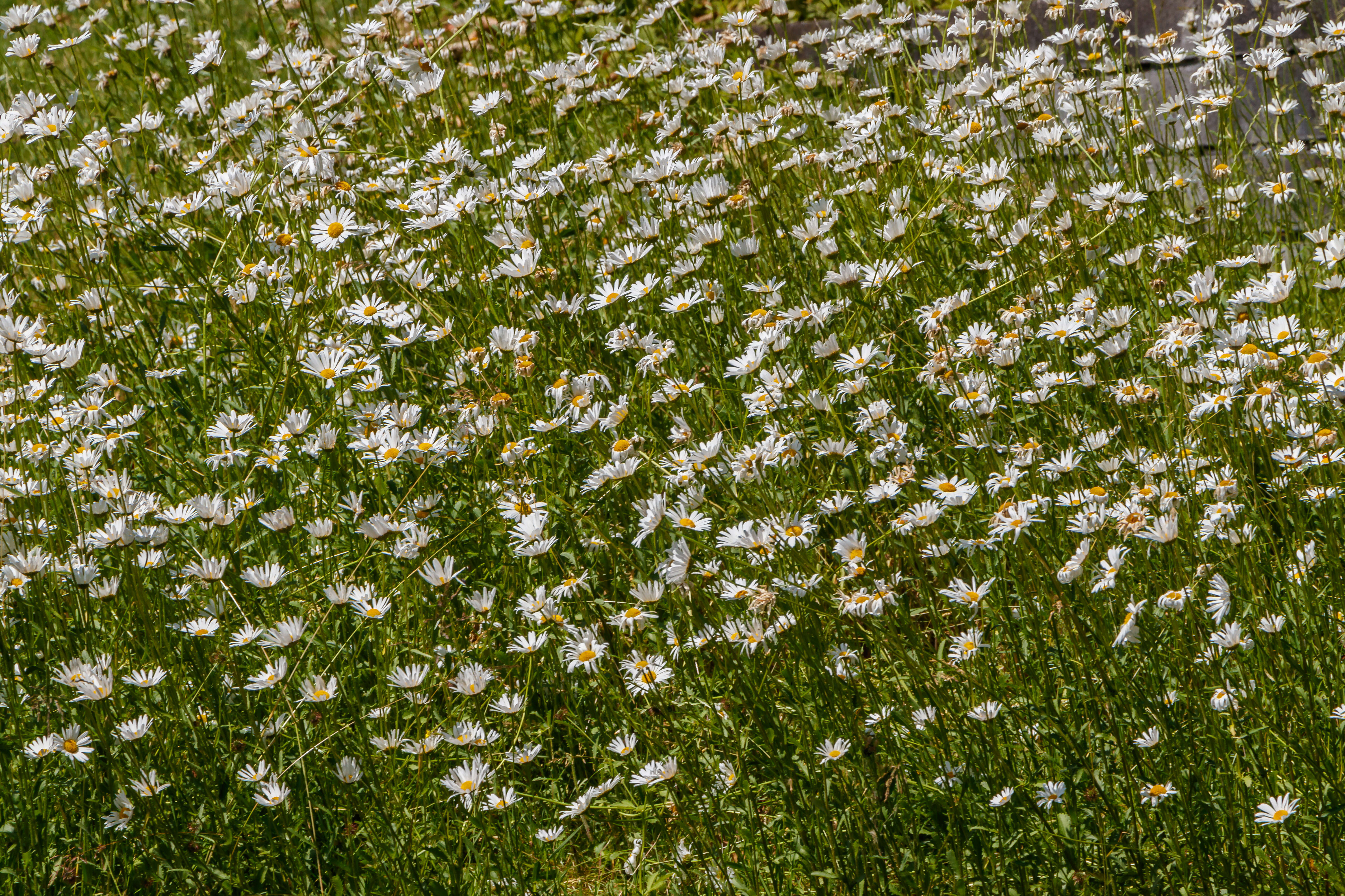 Image of Oxeye Daisy