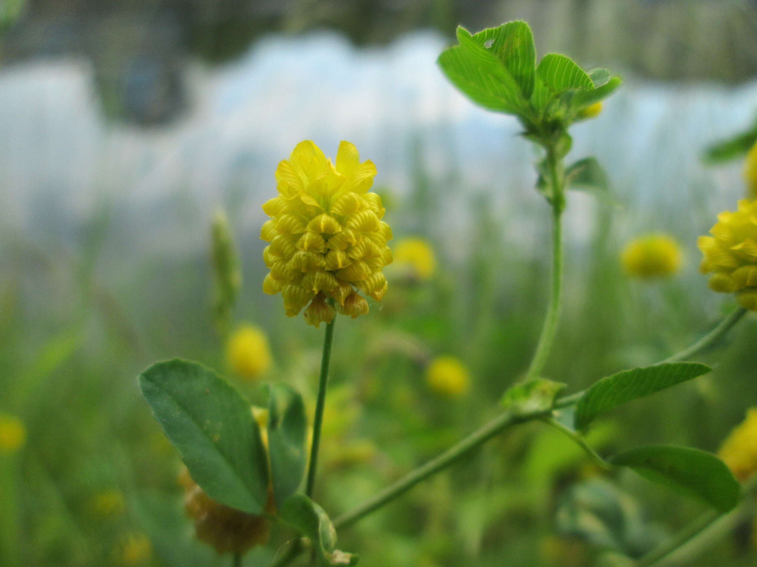 Image of field clover