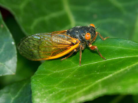 Image of Decula Periodical Cicada