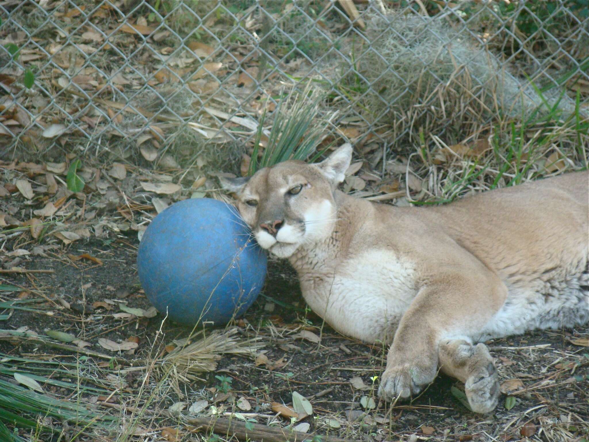 Image of Florida panther