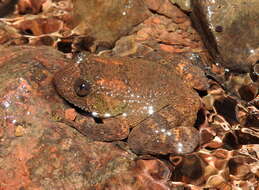 Image of Castle Rock Wrinkled Frog