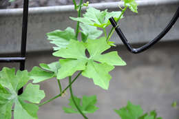 Image of Ibervillea sonorae (S. Wats.) Greene