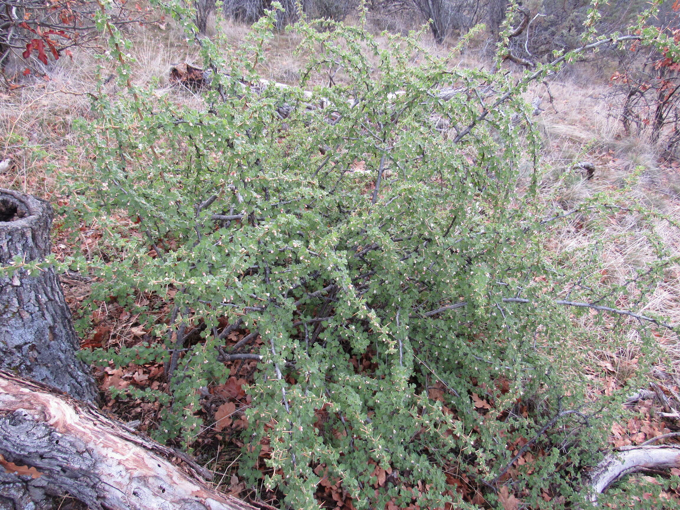 Image of desert gooseberry