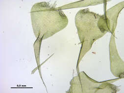 Слика од Campylium stellatum