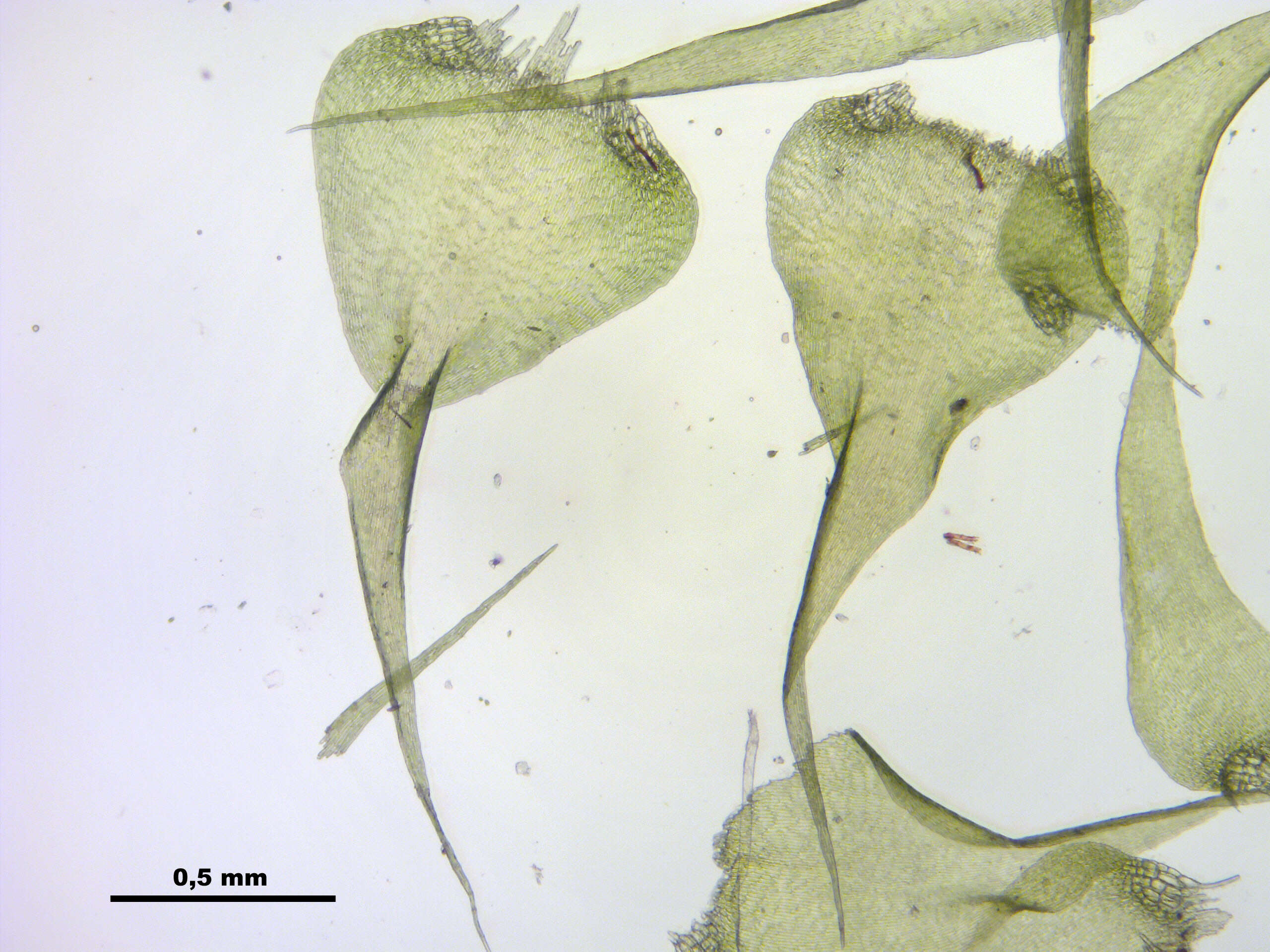 صورة Campylium stellatum