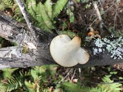 Image of Polyporus tuberaster (Jacq. ex Pers.) Fr. 1821