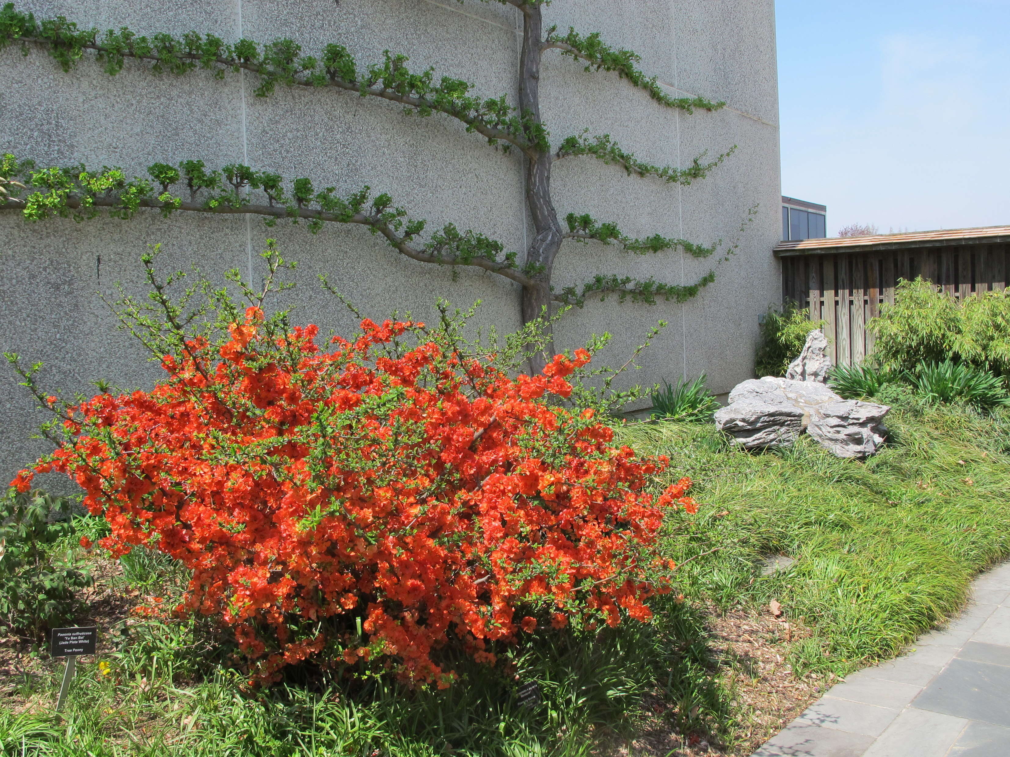 Image of flowering quince