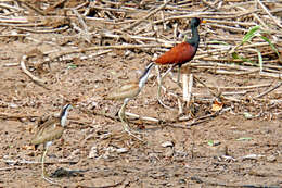 Image of Wattled Jacana