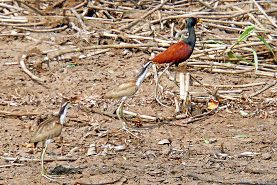 Image of Wattled Jacana