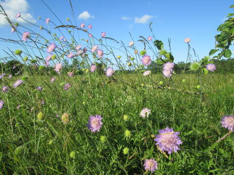 Слика од Knautia arvensis (L.) Coulter