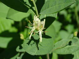 Lonicera oblongifolia (Goldie) Hook.的圖片