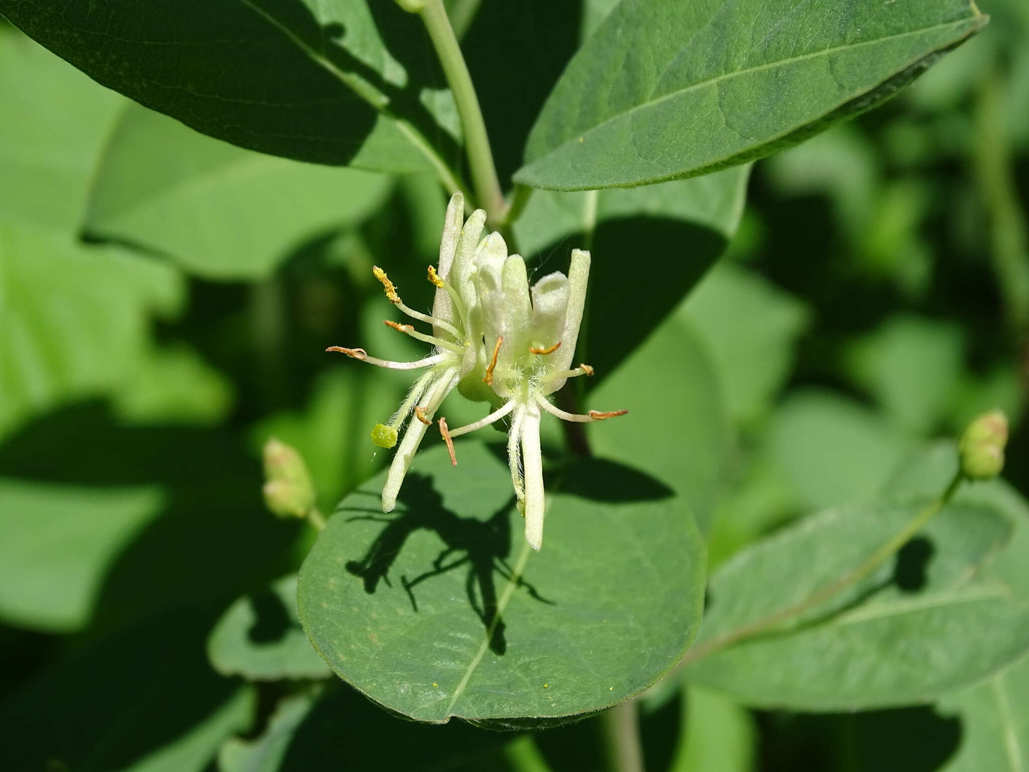 Слика од Lonicera oblongifolia (Goldie) Hook.