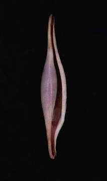 Image of Rosy Spindle Cowry