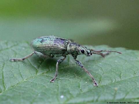 Image of Phyllobius (Phyllobius) arborator (Herbst 1797)